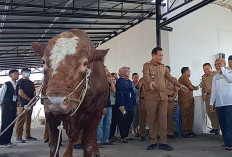 Panjul Sapi 900 kg yang di Kurbankan Prabowo di Muara Enim