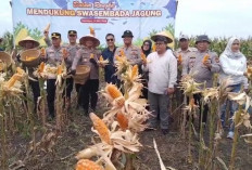Polres Ogan Ilir Panen 12 Ton Jagung dari Lahan 3 Hektar