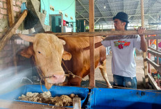 Arjuna Terpilih sebagai Sapi Kurban Presiden Prabowo di Palembang